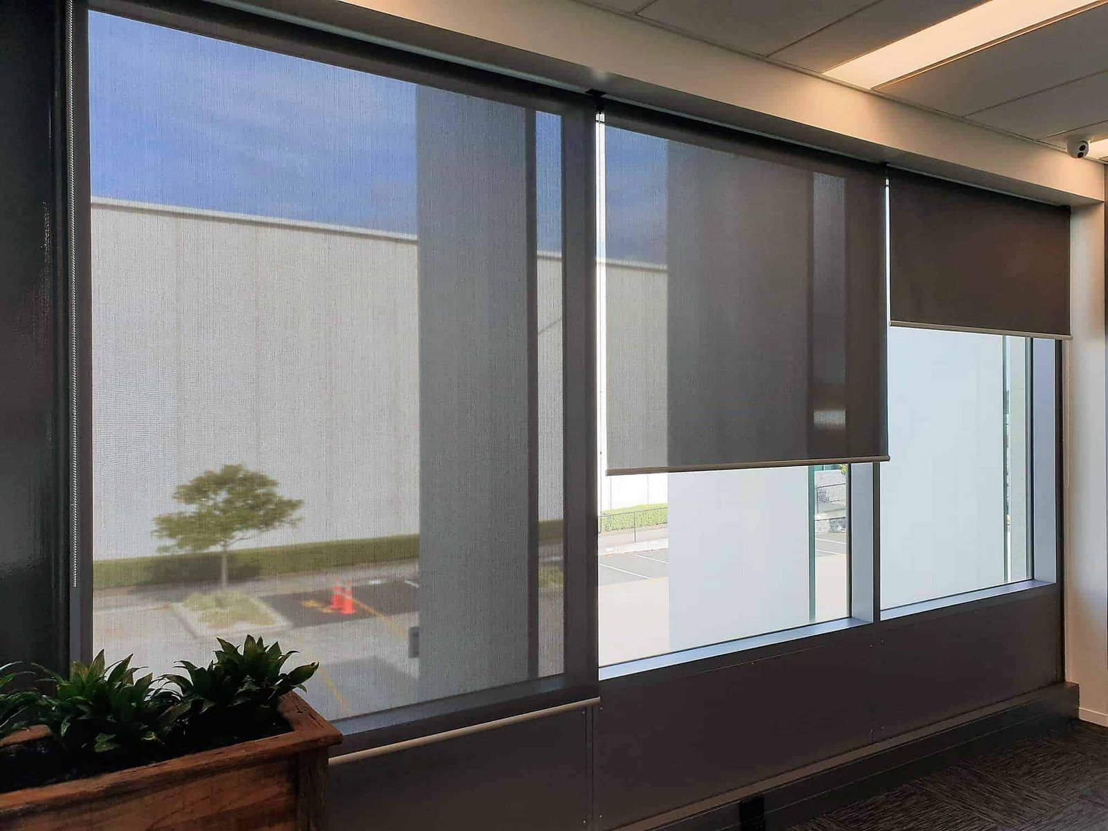Dark grey solar roller blinds installed on wide office windows for daylight diffusion and glare reduction, with indoor planter box in the foreground.